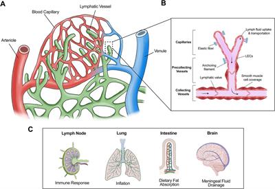 The role of lymphatic endothelial cell metabolism in lymphangiogenesis and disease